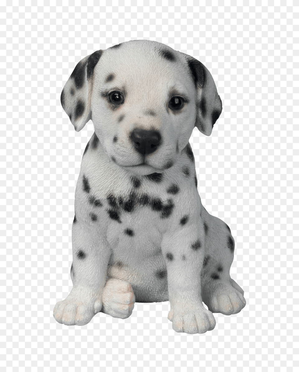 Dalmatian Puppy, Animal, Canine, Dog, Mammal Png Image