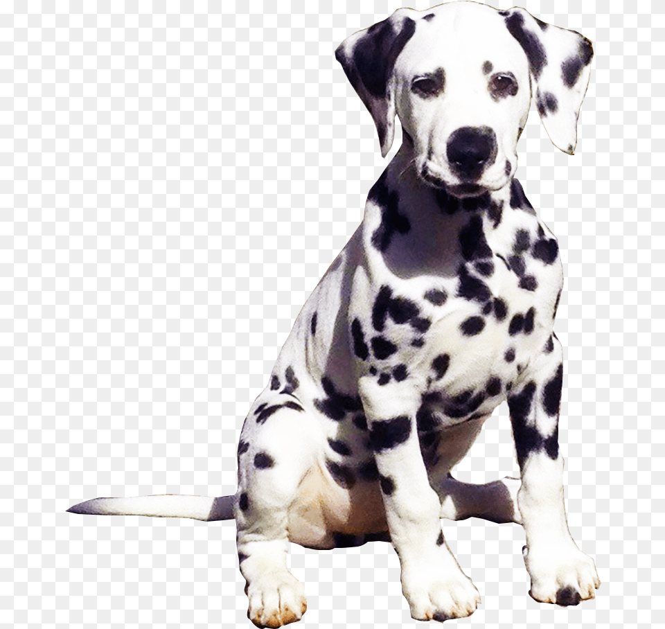 Dalmatian Puppy, Animal, Canine, Mammal, Dog Free Png