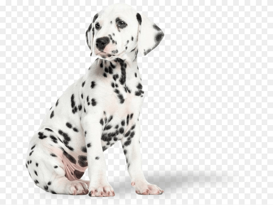 Dalmatian Puppy Hd Cuccioli Di Dalmata, Animal, Canine, Mammal, Dog Free Png