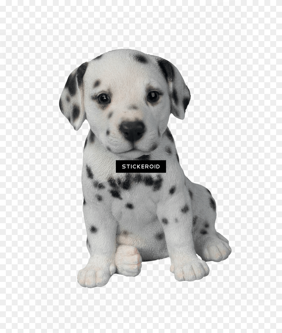 Dalmatian Puppy Pet Pal By Vivid Arts Download Dalmatian Puppy, Animal, Canine, Dog, Mammal Png Image