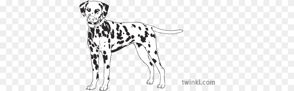 Dalmatian With Yellow Collar Dog Pet Animal Mammal Canine Dot Free Png