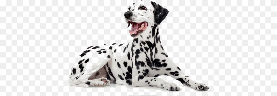 Dalmatians Are A Devoted Breed With A Distinct Appearance Dalmatias Dog, Animal, Canine, Mammal, Pet Free Transparent Png