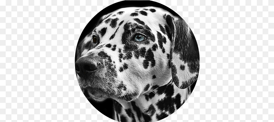 Dalmatians Dog Animal Head Animal Portraits Black And White, Canine, Mammal, Pet, Dalmatian Png Image