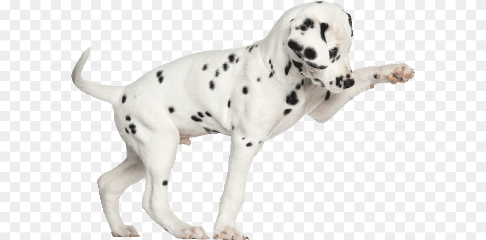 Dalmation Pup Play700png Dog Treat Dispenser With Button, Animal, Canine, Mammal, Pet Free Png
