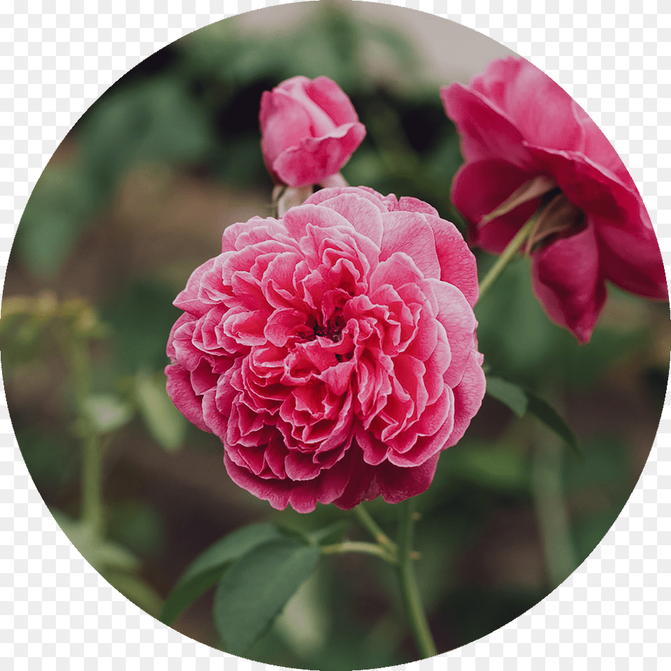 Damascene Rose, Dahlia, Flower, Geranium, Plant Free Png