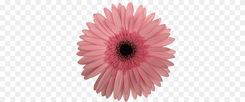 Damask Gerbera Most Popular Icon Daisy, Flower, Plant, Petal Free Transparent Png