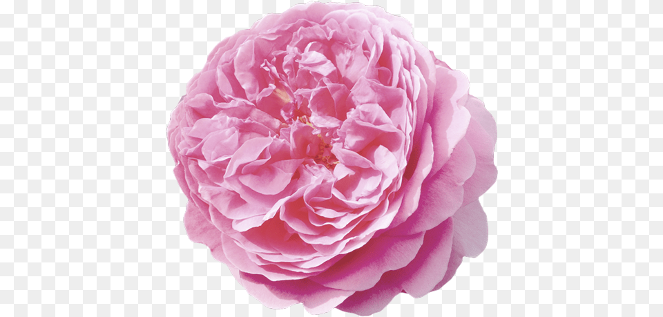 Damask Rose, Flower, Plant, Dahlia, Carnation Free Transparent Png