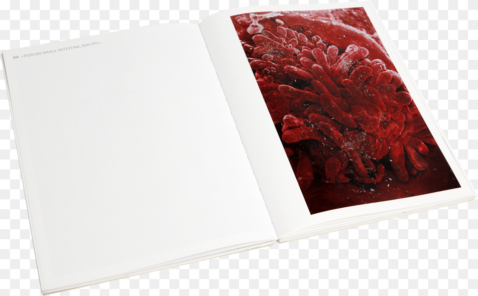 Damien Hirst Beyond Belief Signed Catalogue Sketch Pad, Book, Publication, Page, Text Free Png