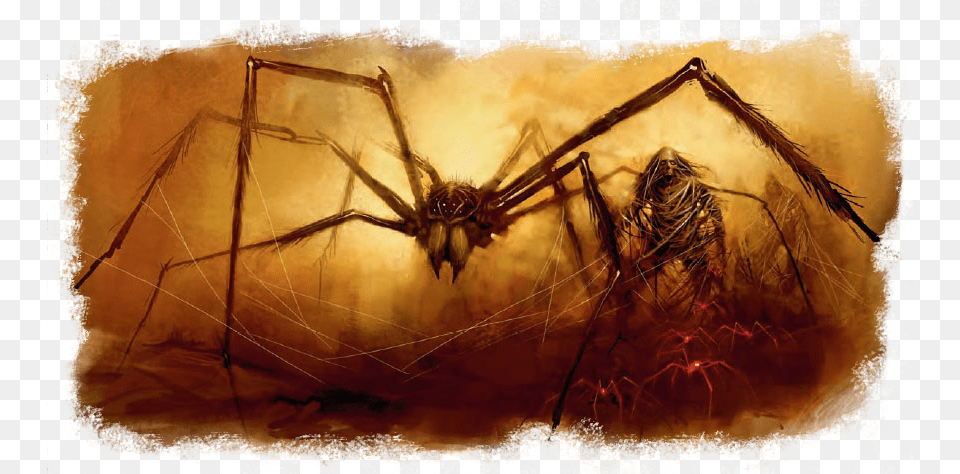 Dampd Tomb Spider, Animal, Invertebrate Free Transparent Png