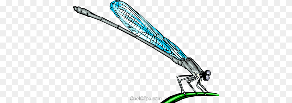 Damselfly Royalty Vector Clip Art Illustration, Animal, Dragonfly, Insect, Invertebrate Free Png