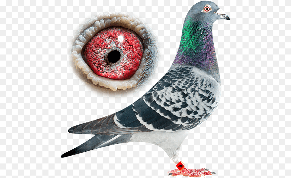 Dan Breeding Stronger Line Of Marathon Pigeon, Animal, Bird, Dove Free Png Download