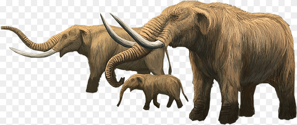 Dan Has Written A Lovely Post About His Mixed Feelings Mastodon Elephant, Animal, Mammal, Wildlife Free Transparent Png