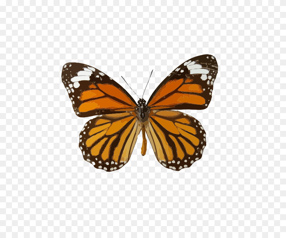 Danaus Genutia, Animal, Butterfly, Insect, Invertebrate Png Image