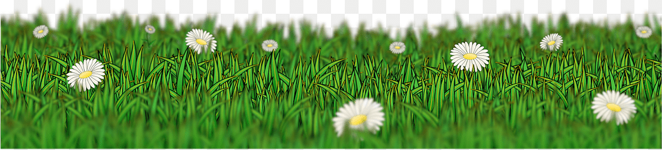 Dance, Daisy, Flower, Grass, Plant Free Png