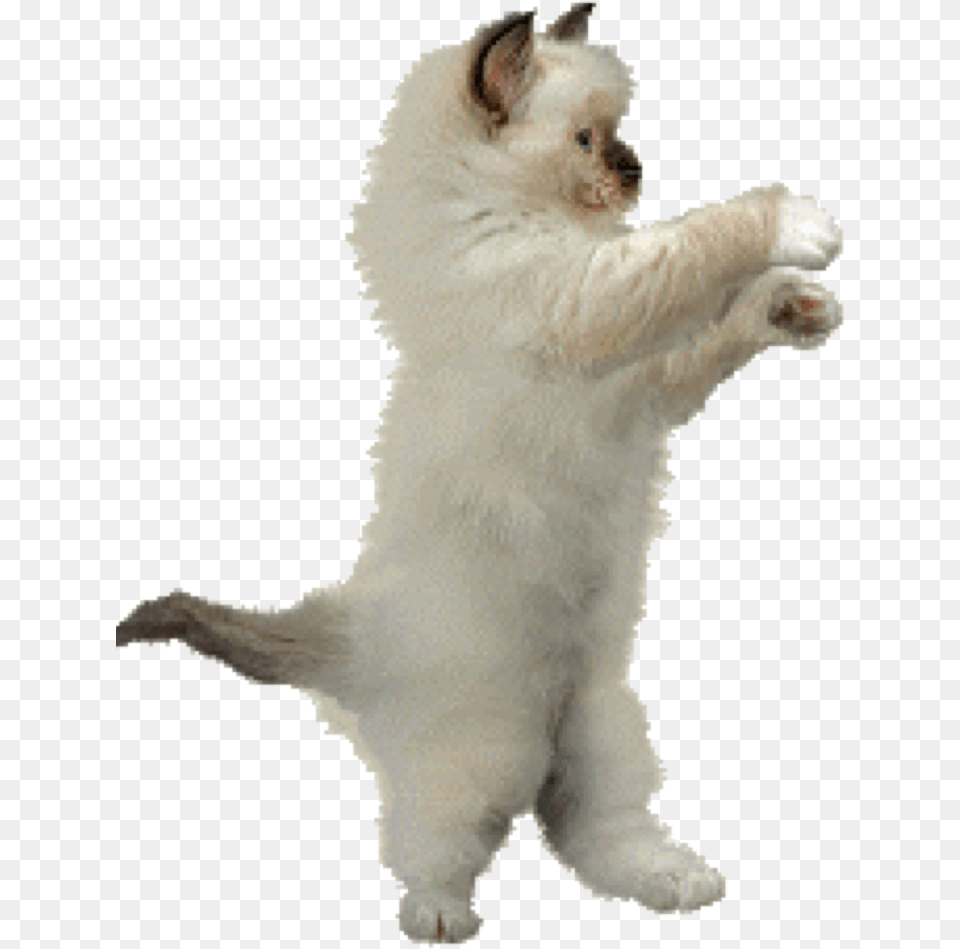 Dance Animation Cat Clip Art Animation Download 768 Dancing Cat Gif, Angora, Animal, Mammal, Pet Free Png