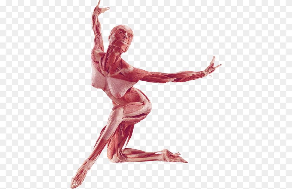 Dancer Human Body Plastination, Dancing, Leisure Activities, Person, Ballet Free Png