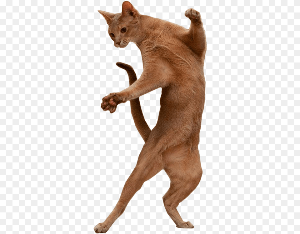 Dancing Cat Dancing Cat Background, Abyssinian, Animal, Mammal, Pet Free Png