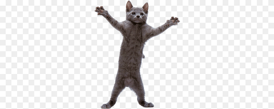 Dancing Cat Funny Videos Crazy Cats Funny Animal Gifs Cats, Kitten, Mammal, Pet, Manx Free Png