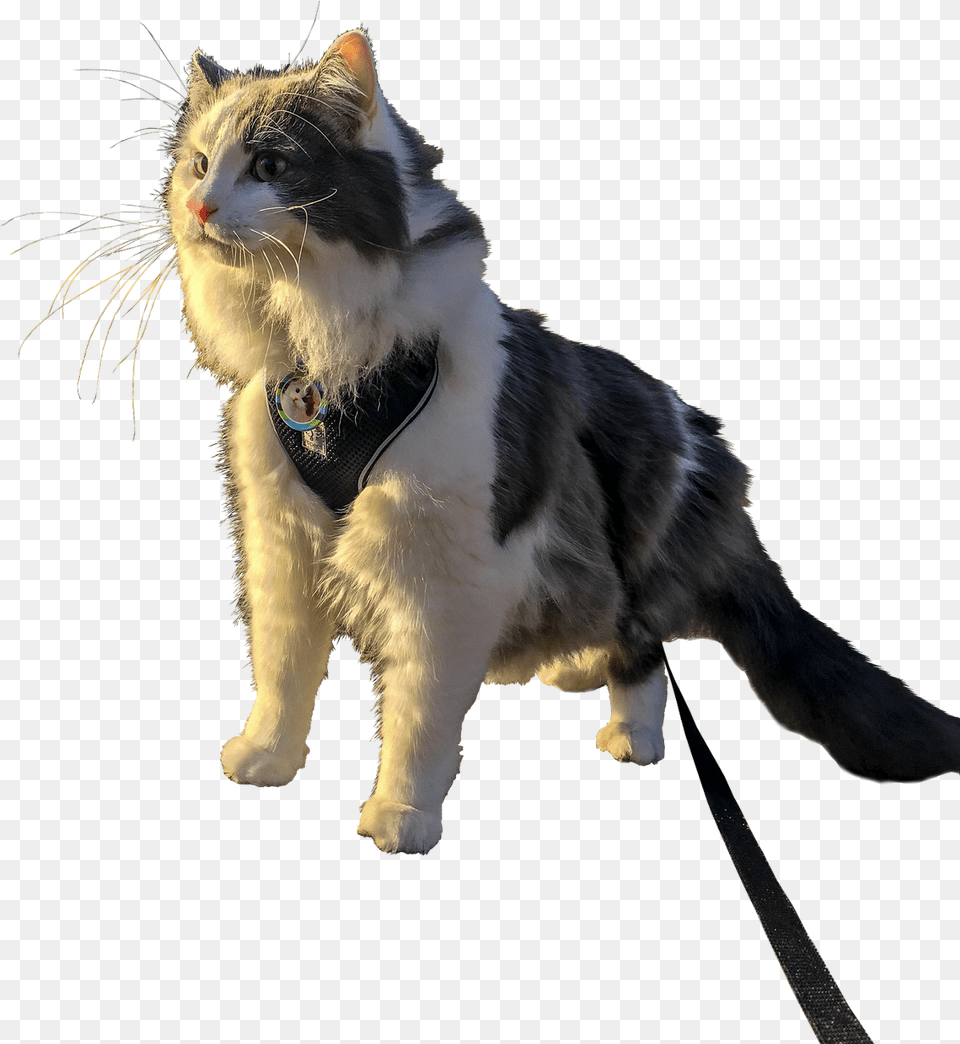 Dancing Cat Gif Domestic Short Haired Cat, Accessories, Strap, Animal, Mammal Free Transparent Png