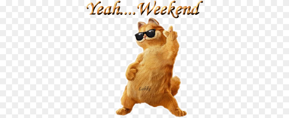 Dancing Cat Weekend Animated Picture Weekend Gif Animated, Animal, Bear, Mammal, Wildlife Free Png