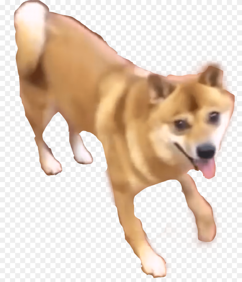 Dancing Doge, Animal, Canine, Dog, Husky Png Image