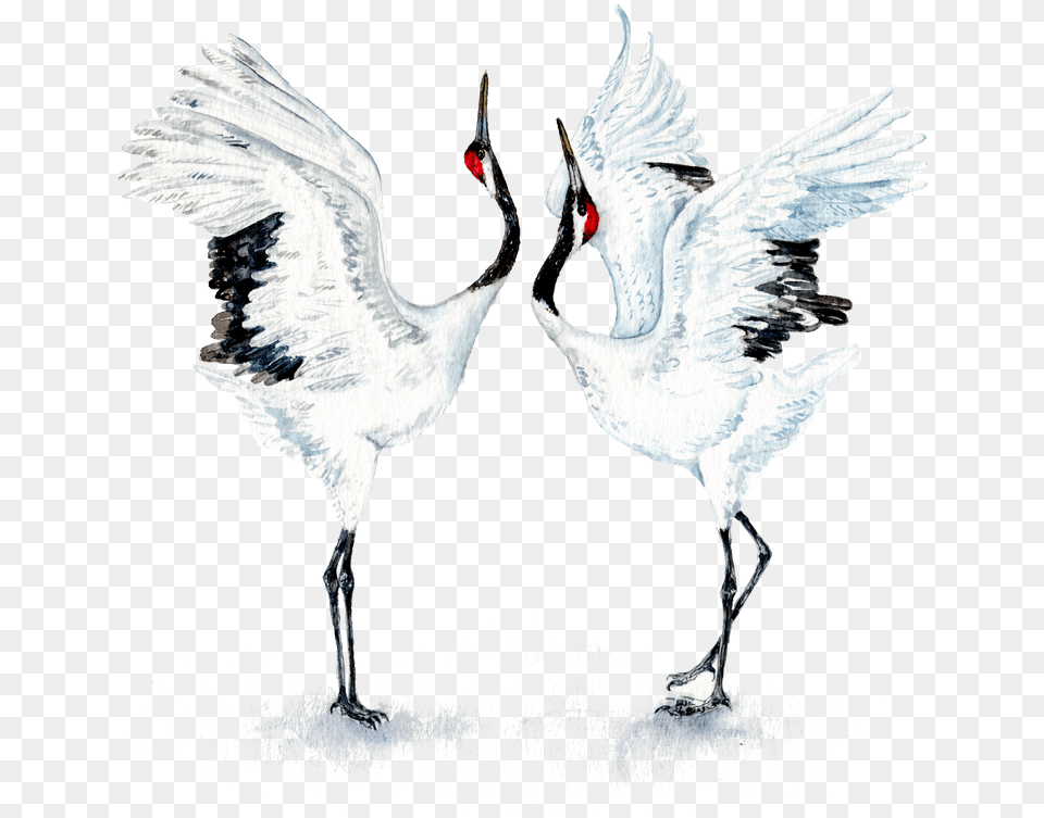 Dancing Japanese Red Crowned Crane, Animal, Bird, Crane Bird, Waterfowl Free Png