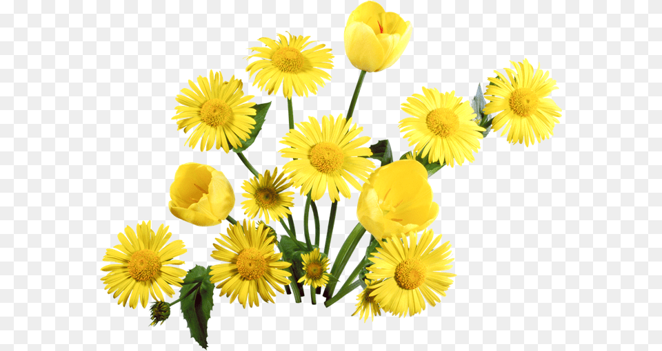 Dandelion, Daisy, Flower, Petal, Plant Free Transparent Png