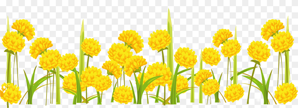 Dandelion, Plant, Flower, Daffodil, Daisy Free Transparent Png