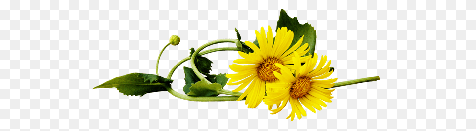 Dandelion, Daisy, Flower, Plant, Sunflower Png