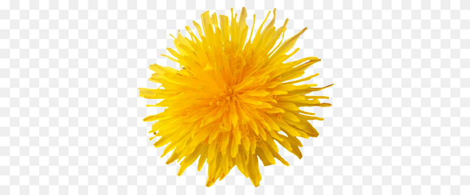 Dandelion, Flower, Plant Free Png Download