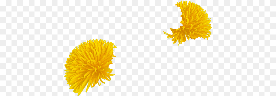 Dandelion, Flower, Plant Free Transparent Png