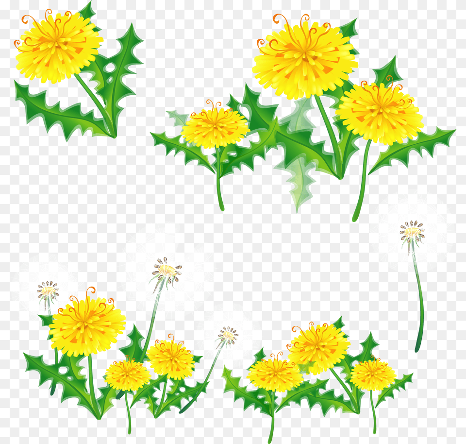 Dandelion, Flower, Plant, Dahlia, Daisy Png Image
