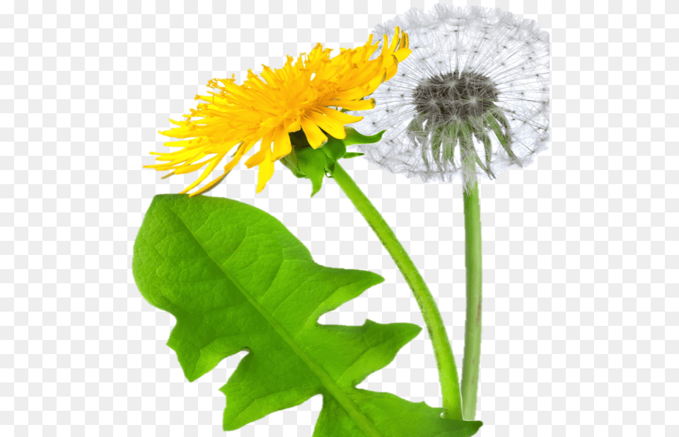 Dandelion, Flower, Plant Png Image