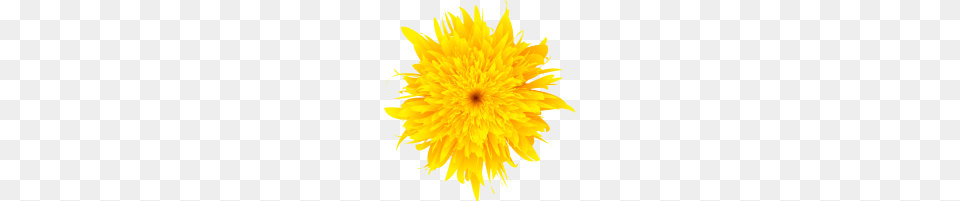 Dandelion, Dahlia, Flower, Plant, Petal Free Transparent Png