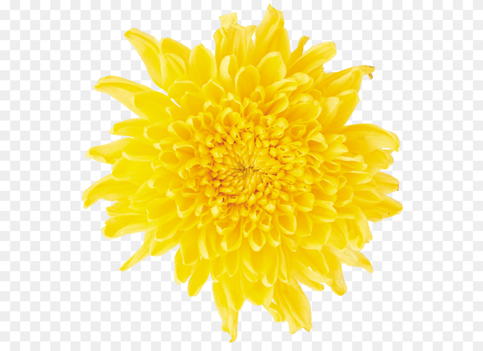 Dandelion, Dahlia, Flower, Petal, Plant Png