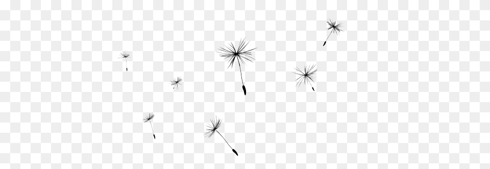 Dandelion, Flower, Plant Png Image