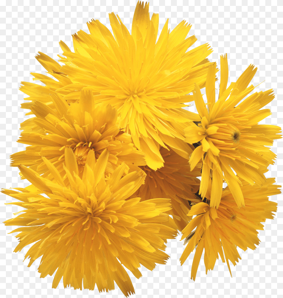 Dandelion, Flower, Plant Png Image