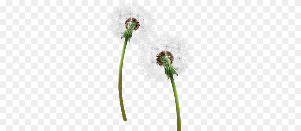 Dandelion, Flower, Plant Free Png Download