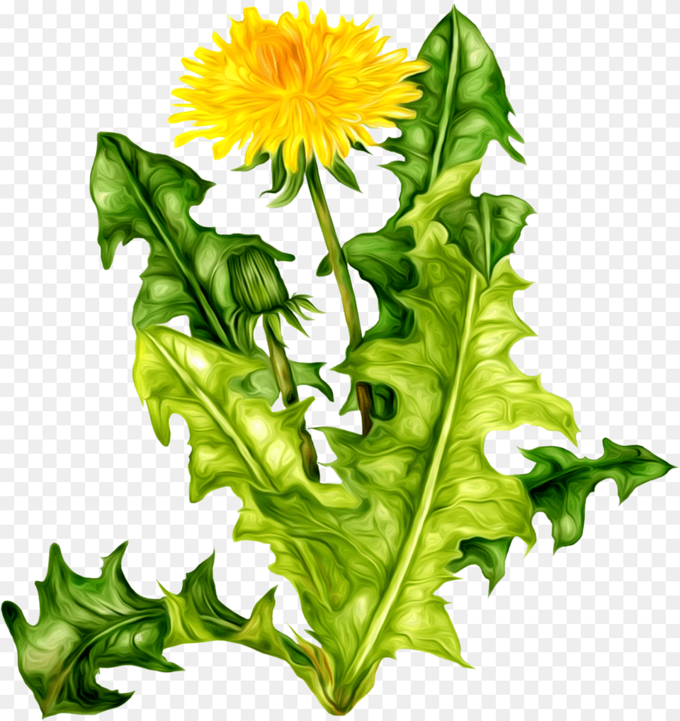 Dandelion, Flower, Plant, Leaf Png Image