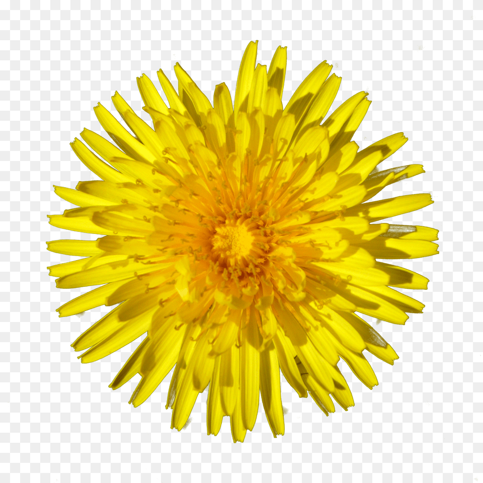 Dandelion, Flower, Plant Free Png