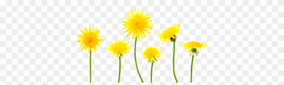 Dandelion, Flower, Plant Free Png Download