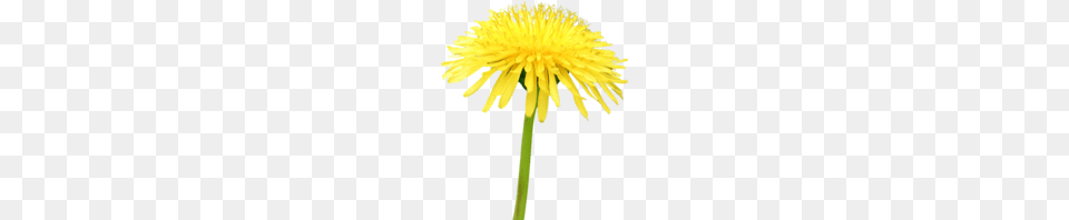 Dandelion, Flower, Plant, Cross, Symbol Free Png