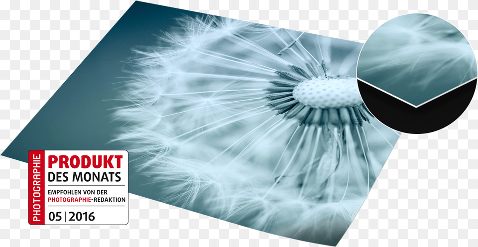 Dandelion, Flower, Plant, Advertisement Free Png Download