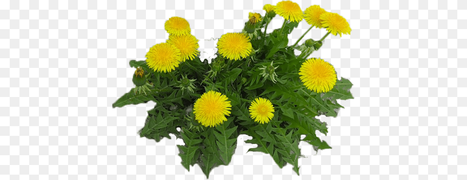 Dandelion, Flower, Plant Free Png Download