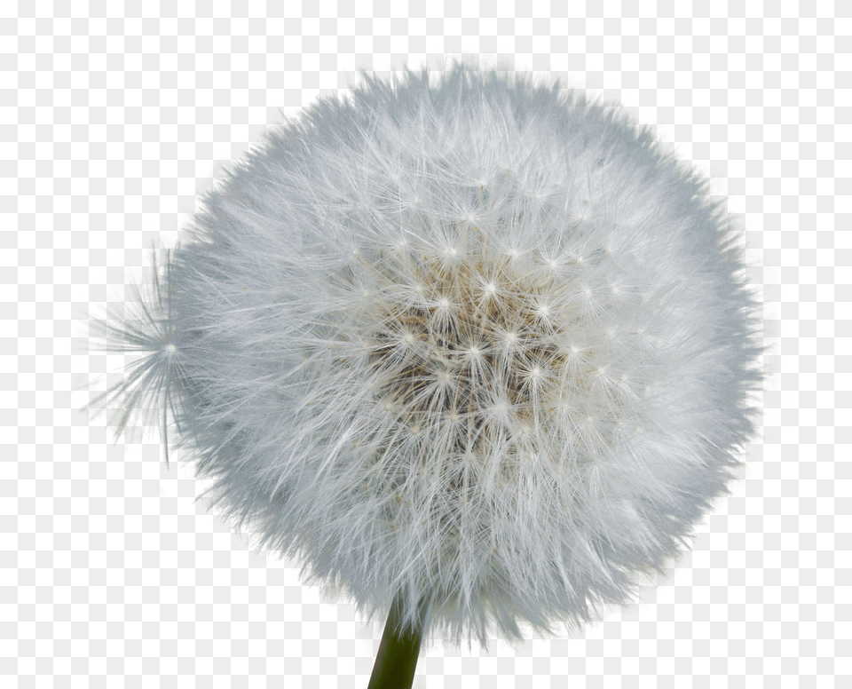 Dandelion Flower, Plant Free Transparent Png