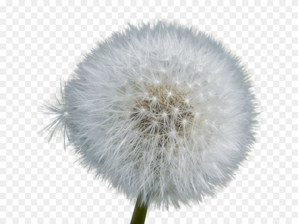 Dandelion Flower, Plant Free Png