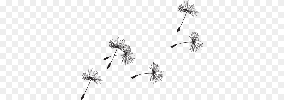 Dandelion Flower, Plant, Fireworks Png Image