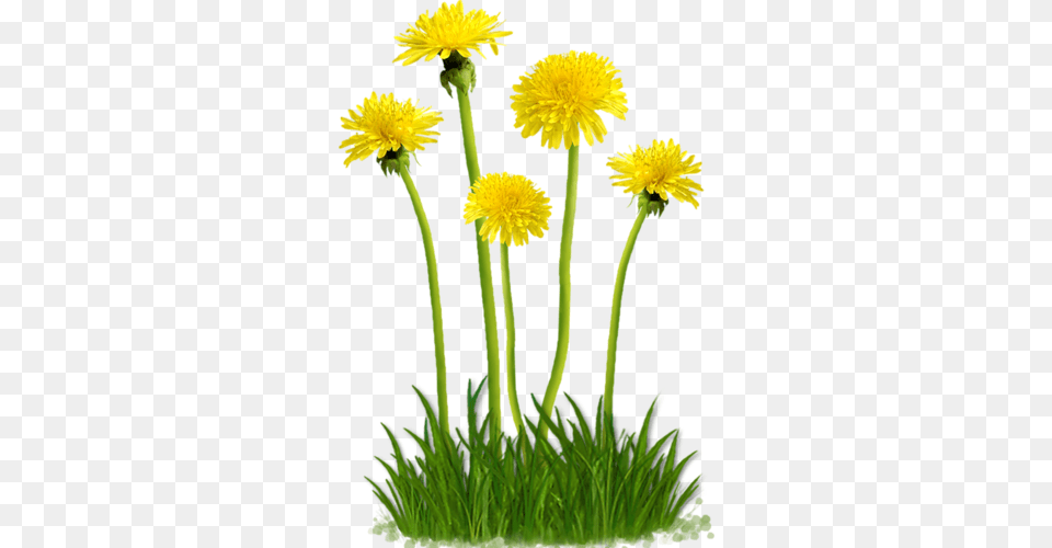 Dandelion, Flower, Plant Free Png Download