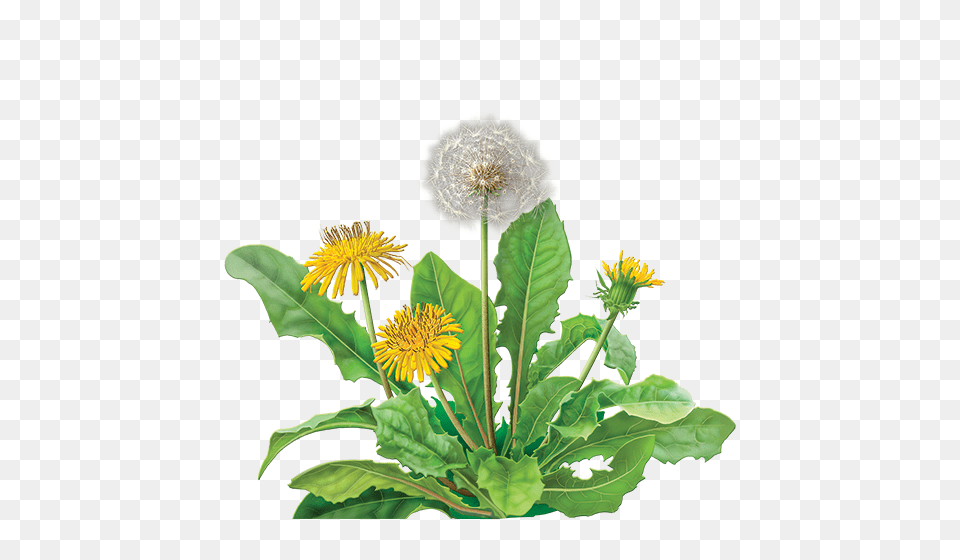 Dandelion, Flower, Plant Free Png Download