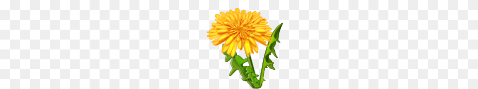 Dandelion, Flower, Plant Png